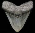 Wide, Megalodon Tooth - South Carolina #37621-1